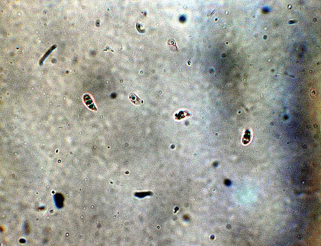 La Flora fungina negli aspetti microclimatici subtropicali